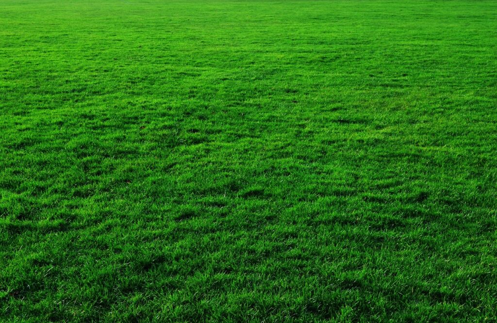 background, wallpaper hd, wallpaper 4k, free background, grass, lawn, windows wallpaper, greenery, green background, greens, mac wallpaper, desktop backgrounds, nature, landscape, hd wallpaper, ground, plain, surface, free wallpaper, outdoors, full hd wallpaper, colorful, 4k wallpaper 1920x1080, cool backgrounds, beautiful wallpaper, 4k wallpaper, day, layout, blank, laptop wallpaper, plants